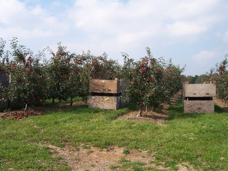 Яблоки Апорт алматинский, урожай 2026